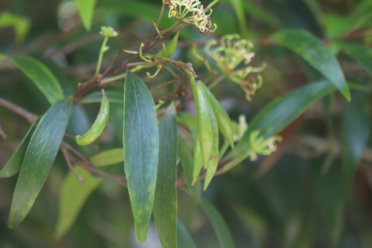 Hakea salicifolia subsp. salicifolia